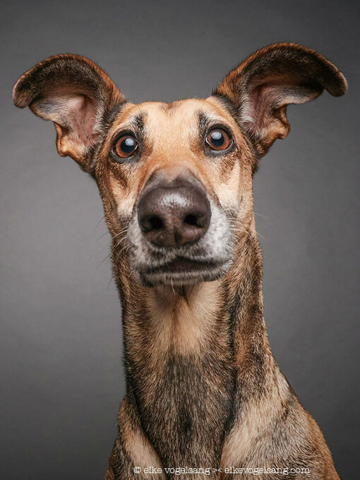 О чем говорят собаки, когда молчат: 11 невероятно выразительных фотографий