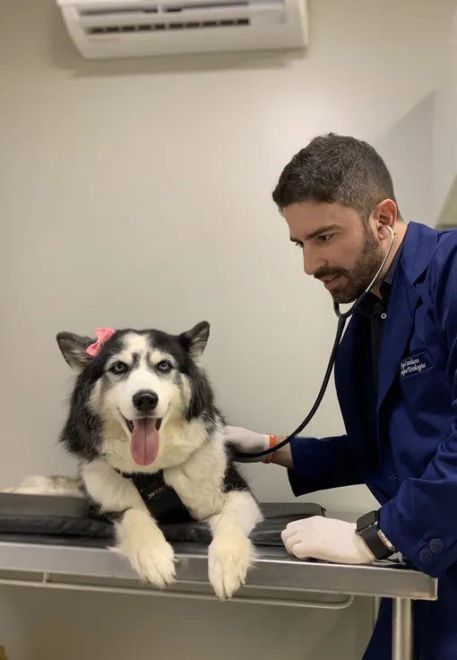 Как выбрать ветеринара для собаки