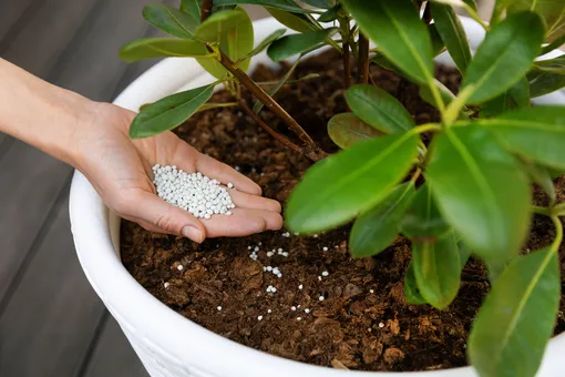Удобрение для комнатного растения тоже должно содержать азот