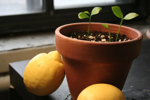лимон вырастить из косточки в домашних условиях