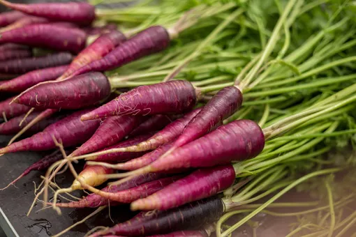 Сорт фиолетовой моркови