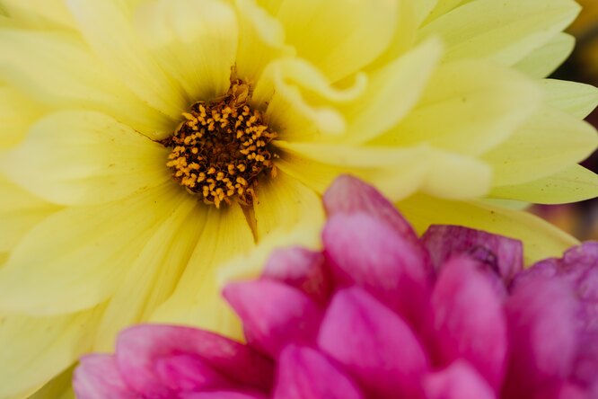 Dahlias