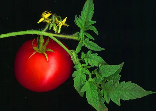 20 удивительных способов применения листьев томата