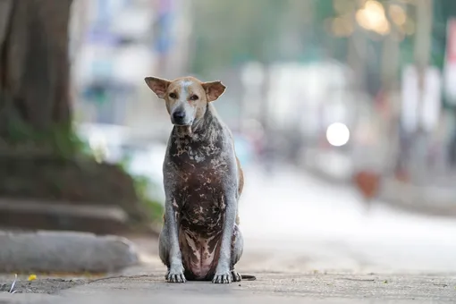 «Мы знали, что без него не уедем»: пропавший пес нашел хозяина на шоссе через два дня