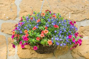 Цветы в подвесных корзинах: отличный способ добавить красок в свой сад
