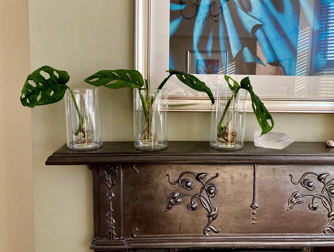 Monstera Adanson se dobře množí řízkováním.