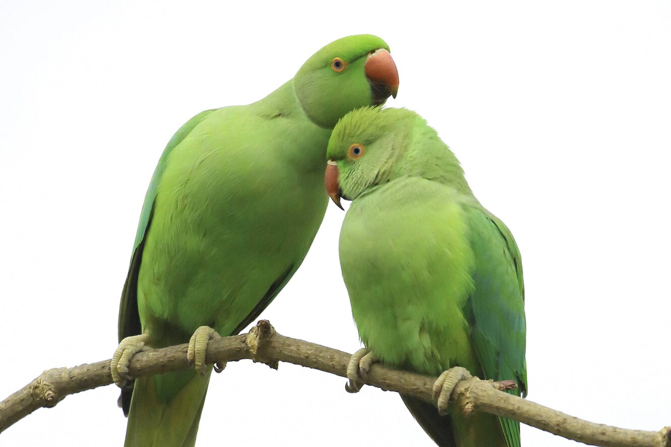Ожереловый говорит. Ожереловый попугай. Попугай кольчатый ожереловый. Ожереловый попугай птенец. Кольчатый ожереловый попугай зеленый.