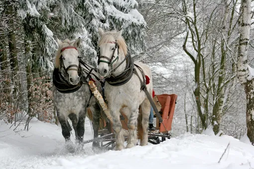 две лошади, запряженные в повозку, в зимнем лесу