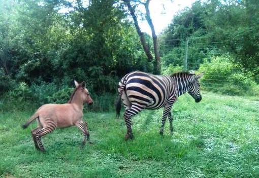 зебра с детенышем