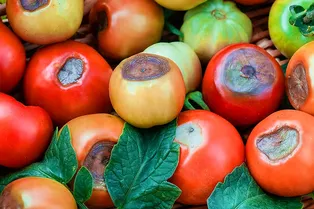 Кальция хлорид для томатов: распрощайтесь с вершинной гнилью навсегда