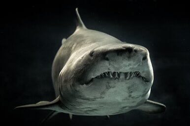 Нападение акулы: что предпринять, чтобы выйти победителем в этой схватке?