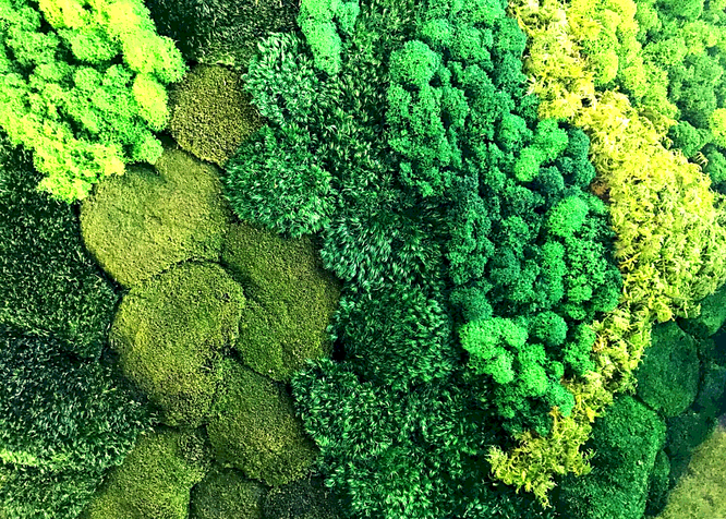 Что такое стабилизированный мох и его особенности