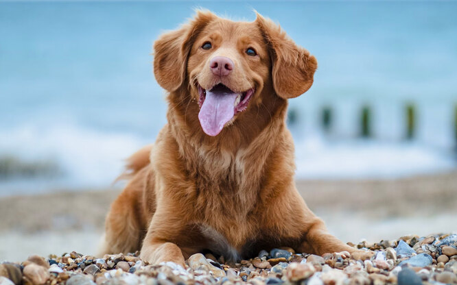 10 лайфхаков, которые обязан знать каждый владелец собаки