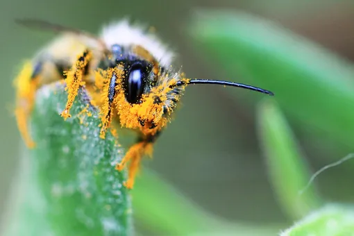 Всемирный день пчел: инициатива по защите природы