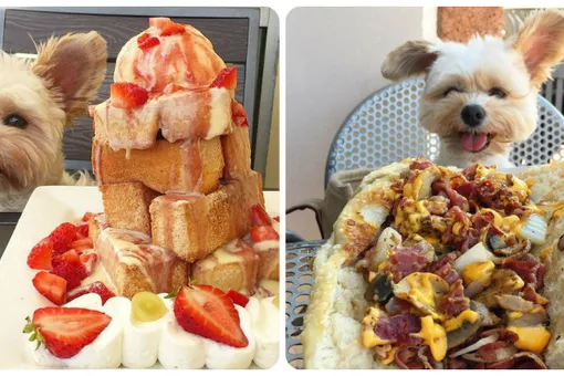 Спасенный бездомный пес теперь обедает в лучших ресторанах каждый день