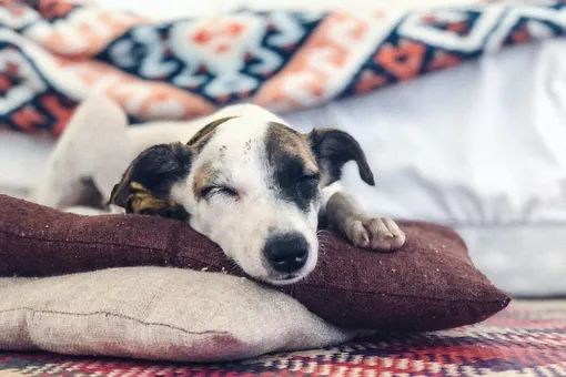 8 лет на цепи: собака не может поверить, что у неё есть мягкая постель