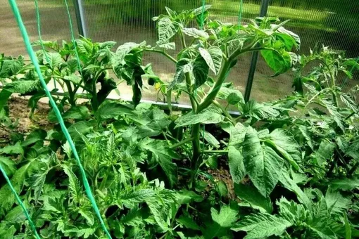 Опасность чрезмерного удобрения томатов