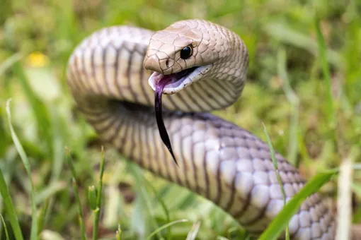 Смертельно опасная ложная кобра Гюнтера притаилась в саду: сумеете найти её на фото?