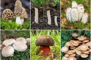 Какие грибы растут весной и где их собирать: открываем сезон тихой охоты безопасно!
