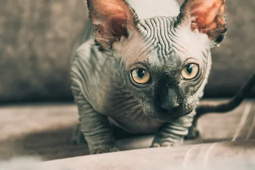 Почему у кошки в ушах «кармашки»: три гипотезы ученых