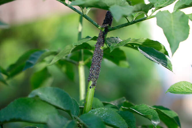 Чёрная тля часто поражает плодовые деревья: вишню, черешню, калину