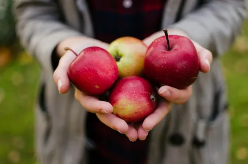 Четыре яблока в руках