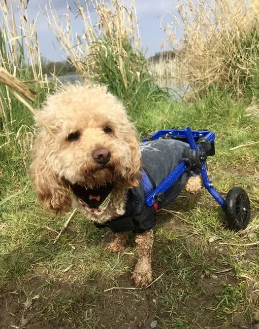 пес терапевт, инвалидная коляска для собак