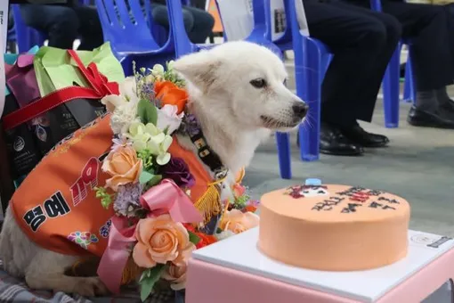 В Корее наградили собаку, которая спасла жизнь пропавшей женщине с деменцией
