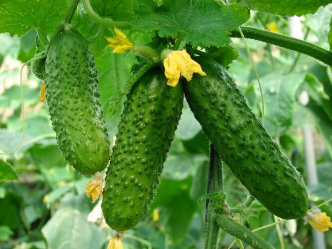 Зелёнка для огурцов Зелёнка для огурцов