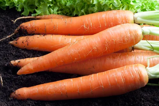 Какие сорта моркови можно сеять под зиму