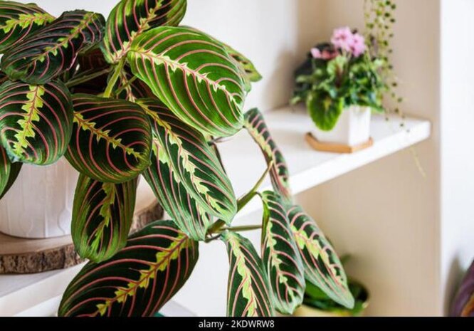 maranta leuconeura