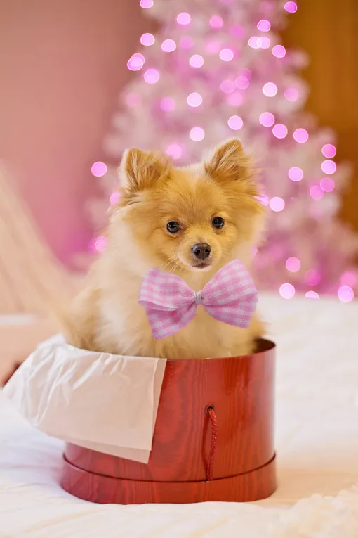Собака на фоне новогодней ёлки