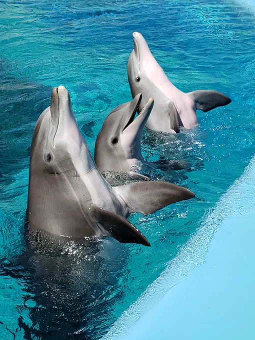 Дельфины плавают