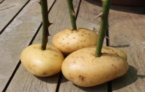 Лучшие органические стимуляторы роста растений: картофель
