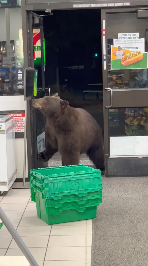 медведь в магазине