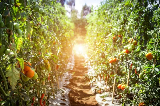 грядка с помидорами, ландшафтный дизайн фото