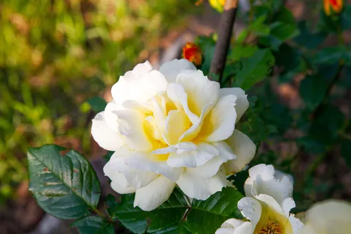 красивая белая роза расцвела