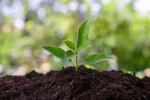 Суглинистая почва — идеальная для выращивания растений!