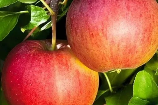 Андрей Туманов довольно интересным считает сорт яблони «Валюта»