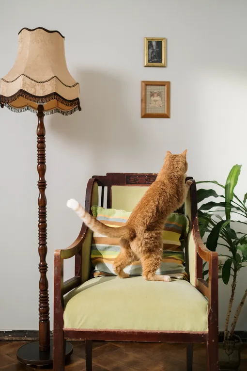 кошка на кресле