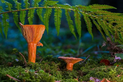 Осенние грибы: что можно собирать прямо сейчас?