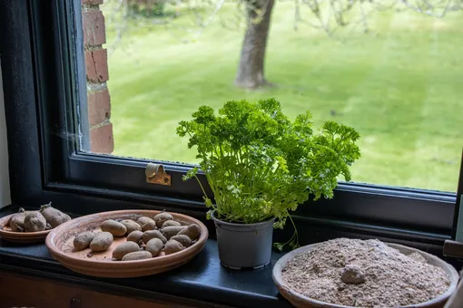 Петрушку на окне можно вырастить из зелени, которая продаётся в горшочках в супермаркете