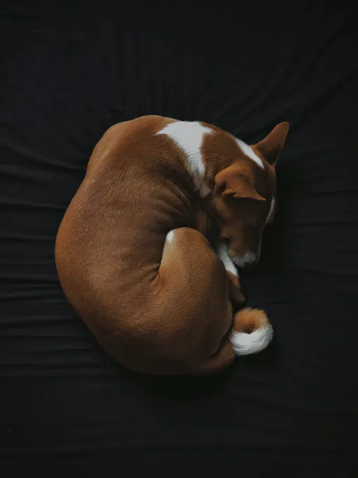 почему собака спит калачиком