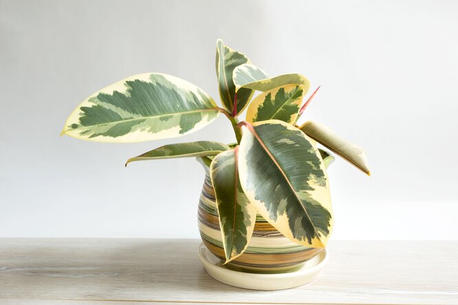 Ficus Belize