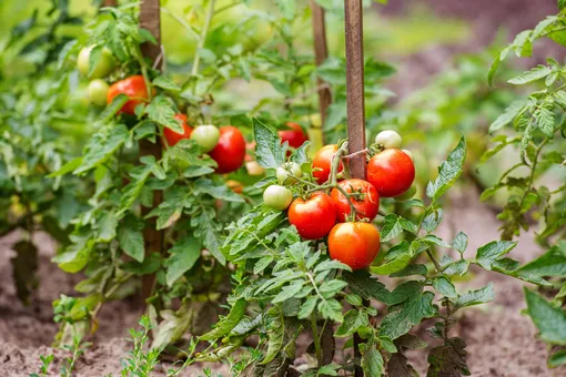 Посадите рядом с помидорами эти овощи, цветы или травы и удивитесь урожаю