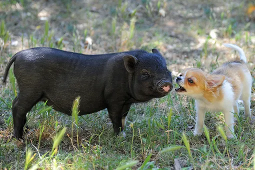Нашли друг друга: пёс подружился с соседской свинкой, и они неразлучны