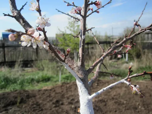 Подкормка яблонь и груш во время цветения