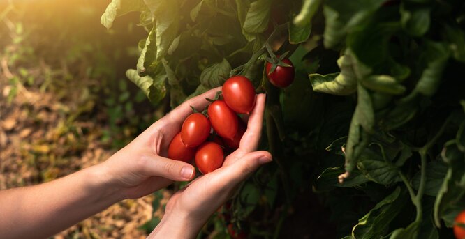 Как и когда пикировать рассаду томатов: сроки, удачные дни и правилапикировки