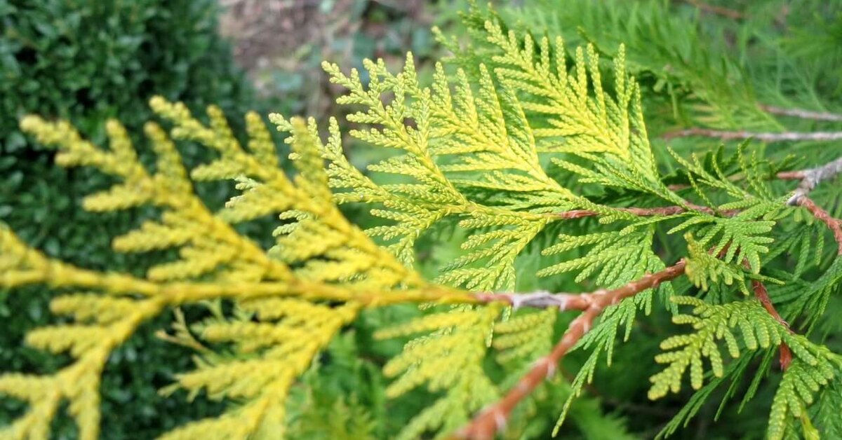 Туя западная это хвойное. Туя Брабант хвоя. Туя Западная Thuja occidentalis хвоя. Туя Западная Брабант хвоя. Туя Западная Брабант.