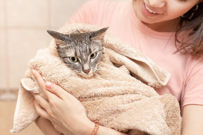 Как часто нужно мыть кошку, можно ли мыть кошек